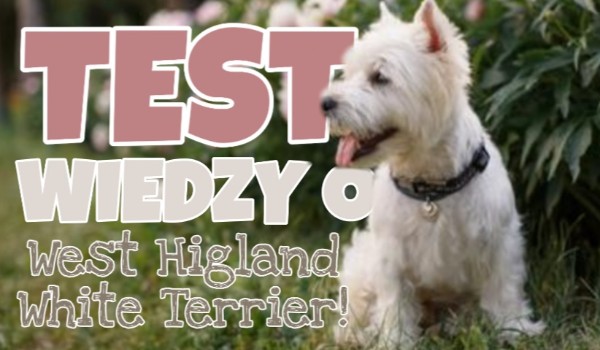 Test wiedzy o West Higland White Terrier’ach!
