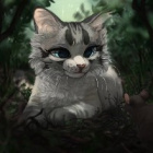 ....HawkStripe...