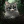 ....HawkStripe...
