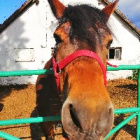 Olihorses