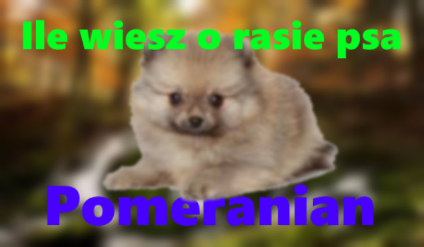 Ile wiesz o rasie psa – Edycja Pomeranian (Szpic miniaturowy)