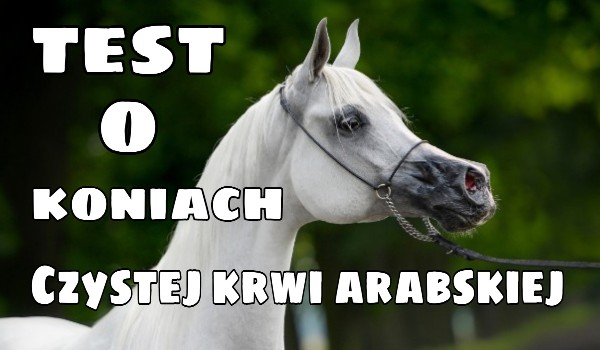 Test o koniach Czystej krwi arabskiej