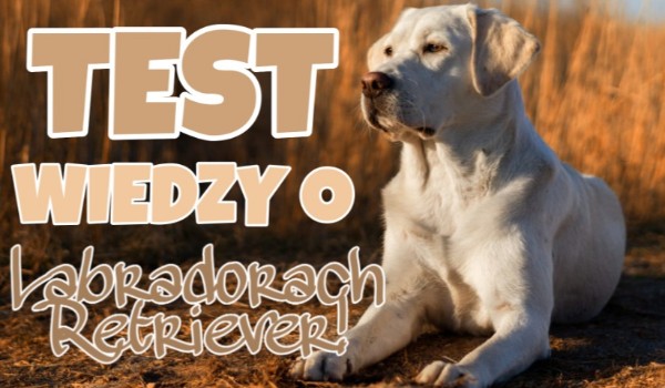 Test wiedzy o Labradorach retriever!