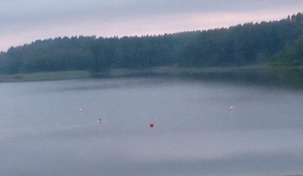 Biedronka i czarny kot