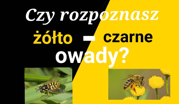 Czy rozpoznasz żółto – czarne owady?