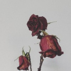 dying_roses