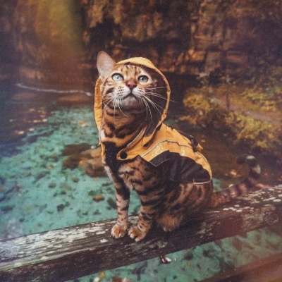 the_travel_cat