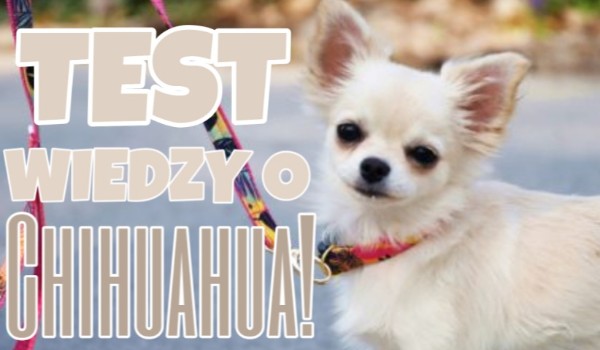 Test wiedzy o Chihuahua!