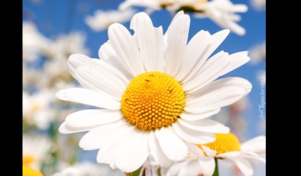 30 dni z wojownikami . – 20 –