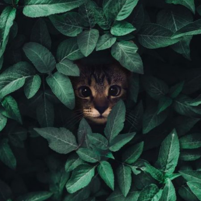 .mer.