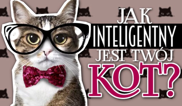Jak inteligentny jest Twój kot?