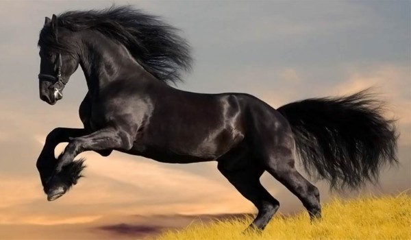 Jaka rasa konia do ciebie najbardziej pasuje?