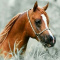Yasumi_Equestrian