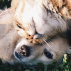 Nie_ma_gorszych_zwierzat