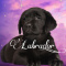 Labrador_