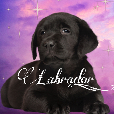 Labrador_