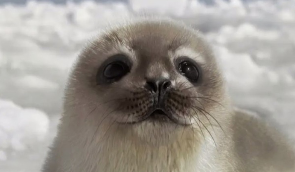 Co wiesz o zwierzętach?