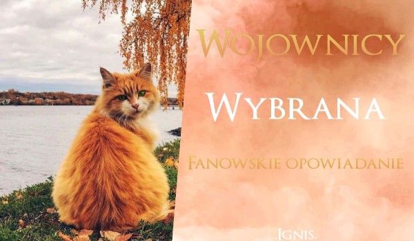 Wybrana ~ Rozdział IV