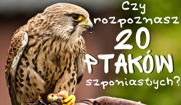 Czy rozpoznasz 20 polskich ptaków szponiastych?