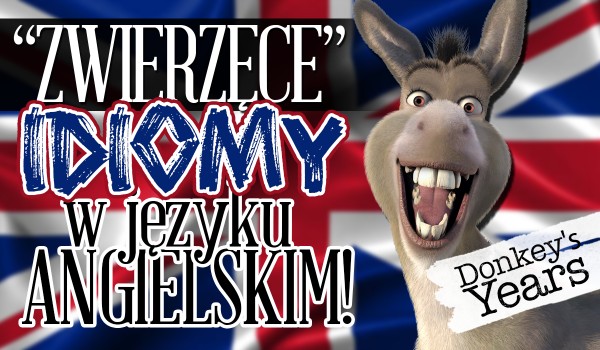 „Zwierzęce” idiomy w języku angielskim – zgadywanka!