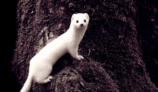 On the willow – Rozdział 1