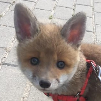 FoxysTheBest