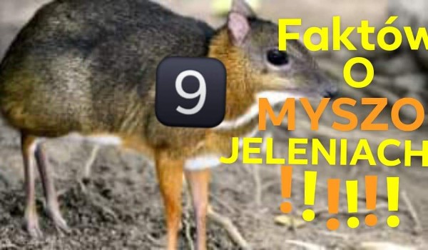 FAKTY O MYSZO-JELENIACH!
