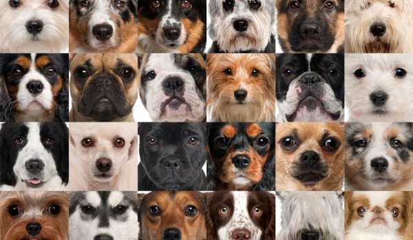 dopasuj rasy psów do ich zdjęć