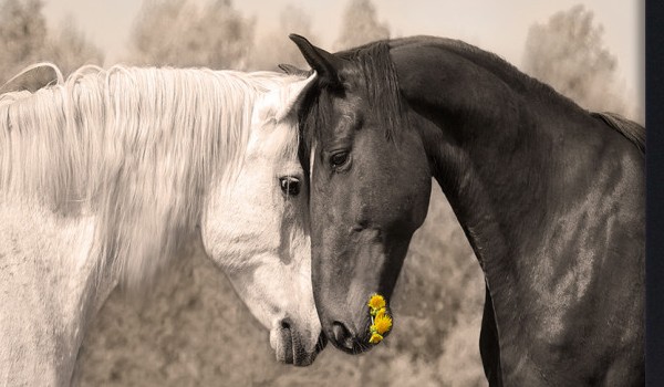 Czy kochasz konie?