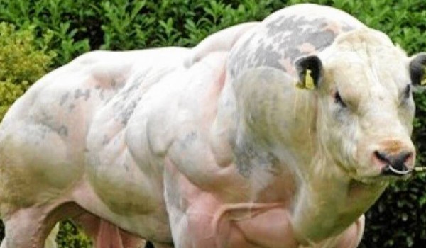 Czy jesteś prawdziwym bykiem ?