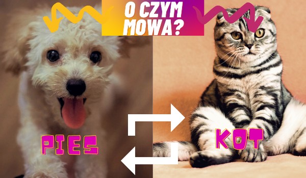 O czym mowa – Koty, czy Psy?