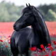 Cocoa.Horse