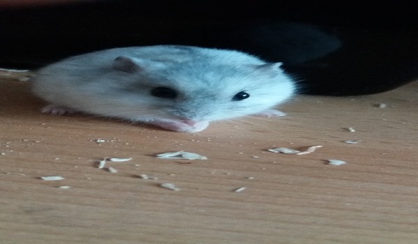 Ocenianie profilu @Eevee_and_Bicz