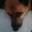 foxy5438