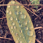 Olka_05