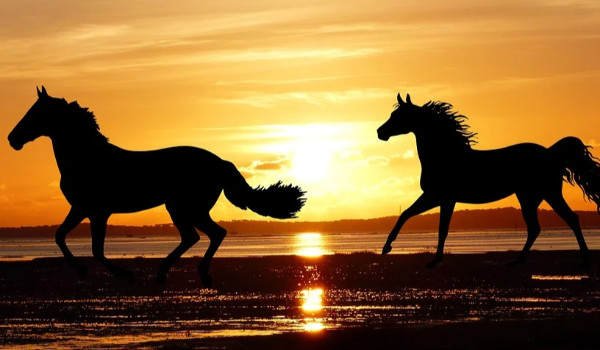 Na podstawie pytań w tym quizie odgadnę, czy masz konia!