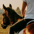 winterrhorse