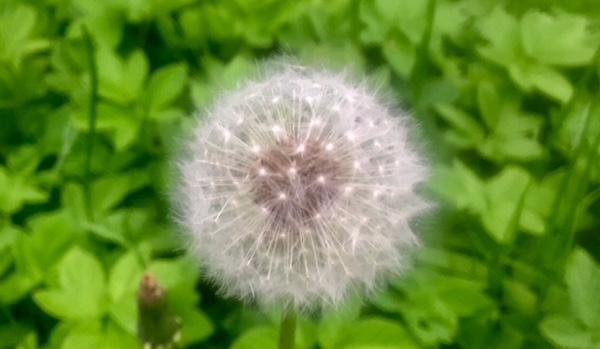 Wywiad z Goldengirl!