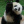 Panda234