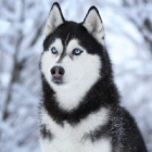 Huskylove3