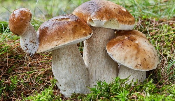 Czy wiesz jak nazywają się te grzyby?