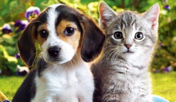 Jesteś bardziej jak psy czy koty?