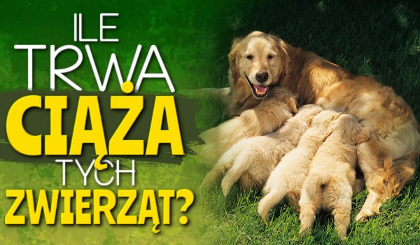Ile trwa ciąża tych zwierząt?