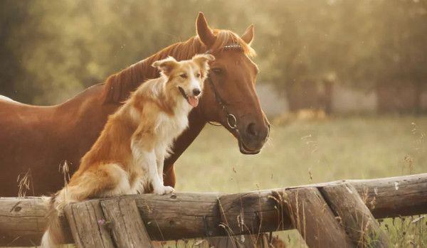 Dlaczego konie to wspaniałe zwierzęta