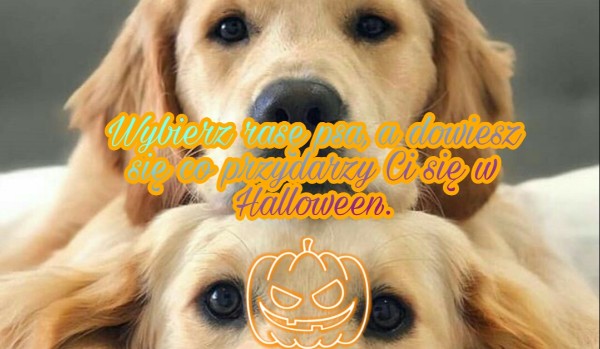 Wybierz rasę psa, a dowiesz się co przydarzy Ci się w Halloween