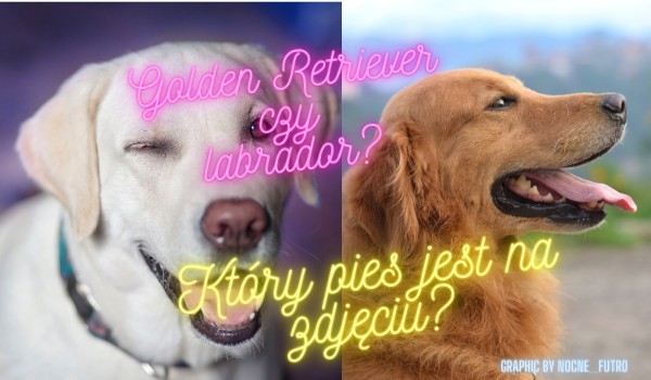 Golden Retriever czy labrador – Który pies jest na zdjęciu?
