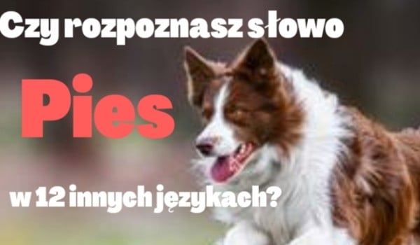 Czy rozpoznasz słowo „pies” w 12 innych językach?