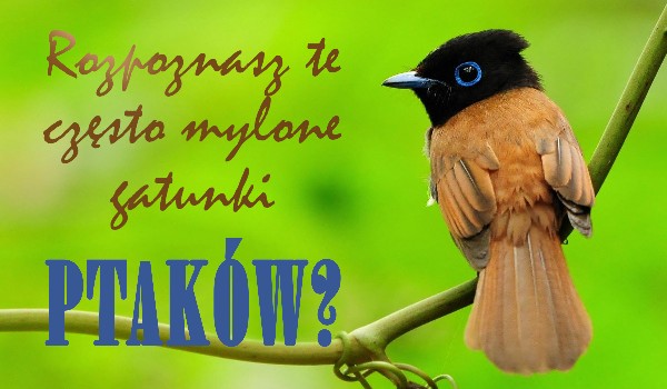 Rozpoznasz te często mylone ptaki?