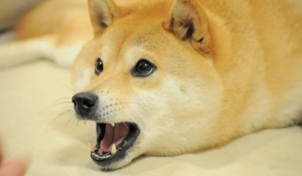 Pora na memy #2 Języki świata