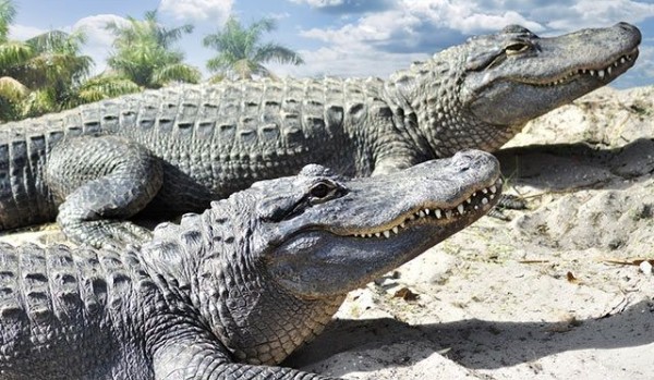 Ciekawostki o zwierzętach–Krokodyle